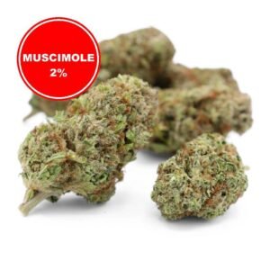 Muscimole 2% Fleur CBD à effets psychoactifs retardés