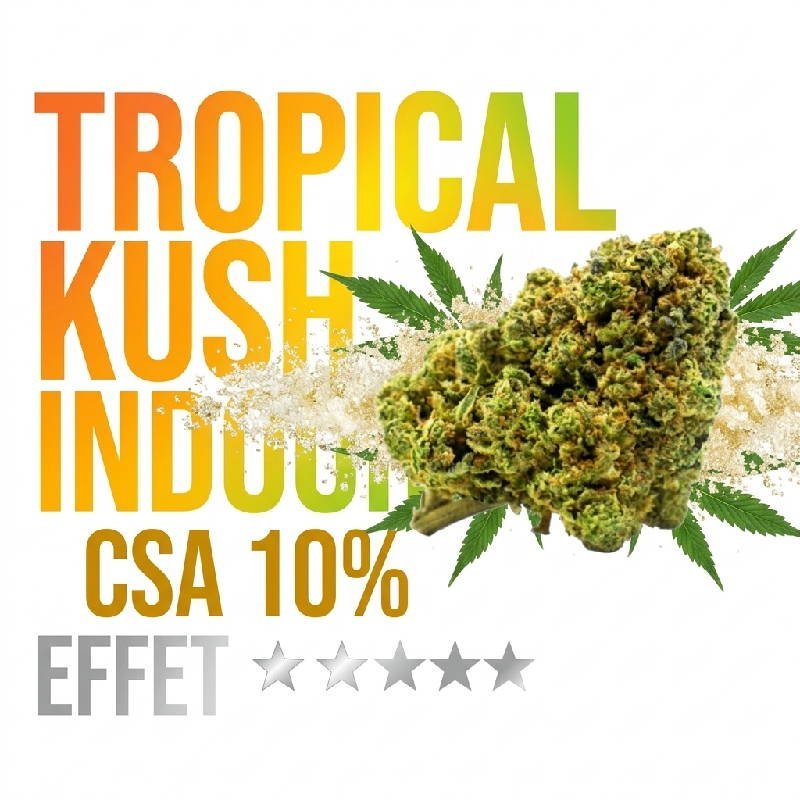 Fleur Tropical Kush CSA 10% exotique Indoor