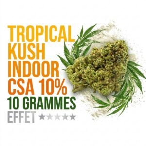 Fleur Tropical Kush CSA 10% exotique Indoor