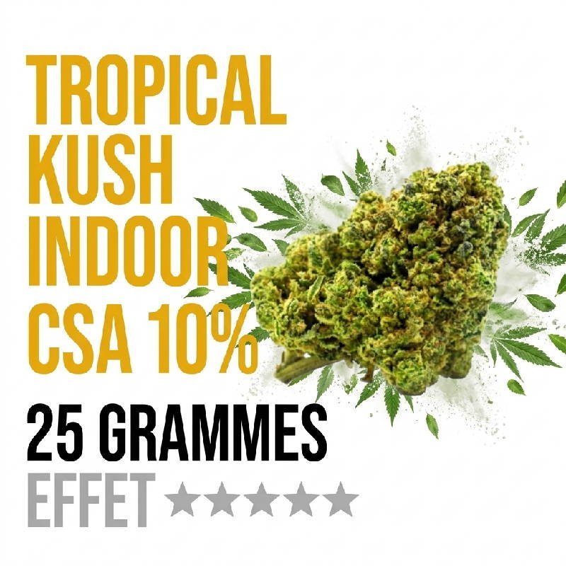 Fleur Tropical Kush CSA 10% exotique Indoor