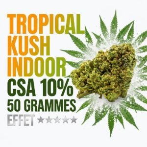 Fleur Tropical Kush CSA 10% exotique Indoor