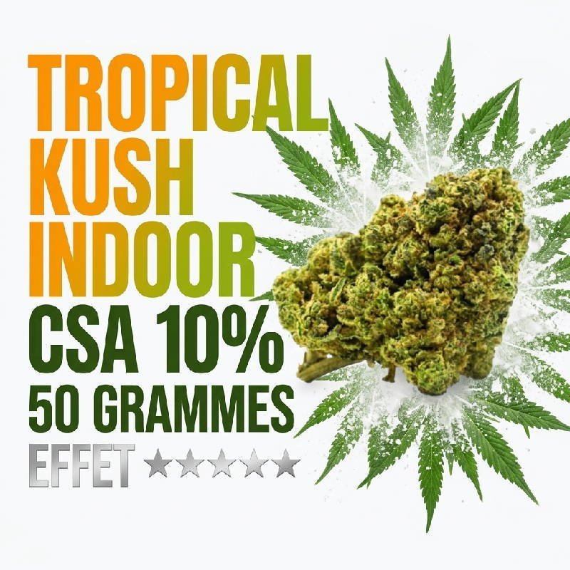 Fleur Tropical Kush CSA 10% exotique Indoor