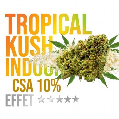 Fleur Tropical Kush CSA 10% exotique Indoor